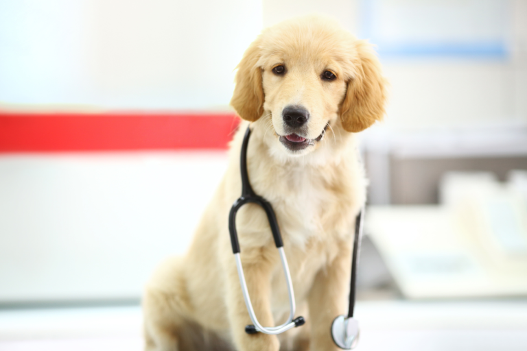 When to Desex Your Dog?