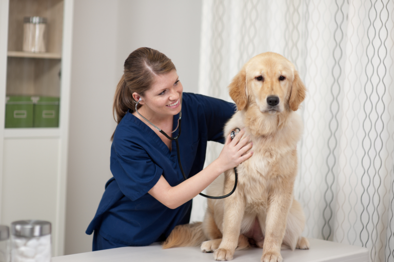 Common Dog Diseases: Symptoms, Prevention, and Treatment Guide