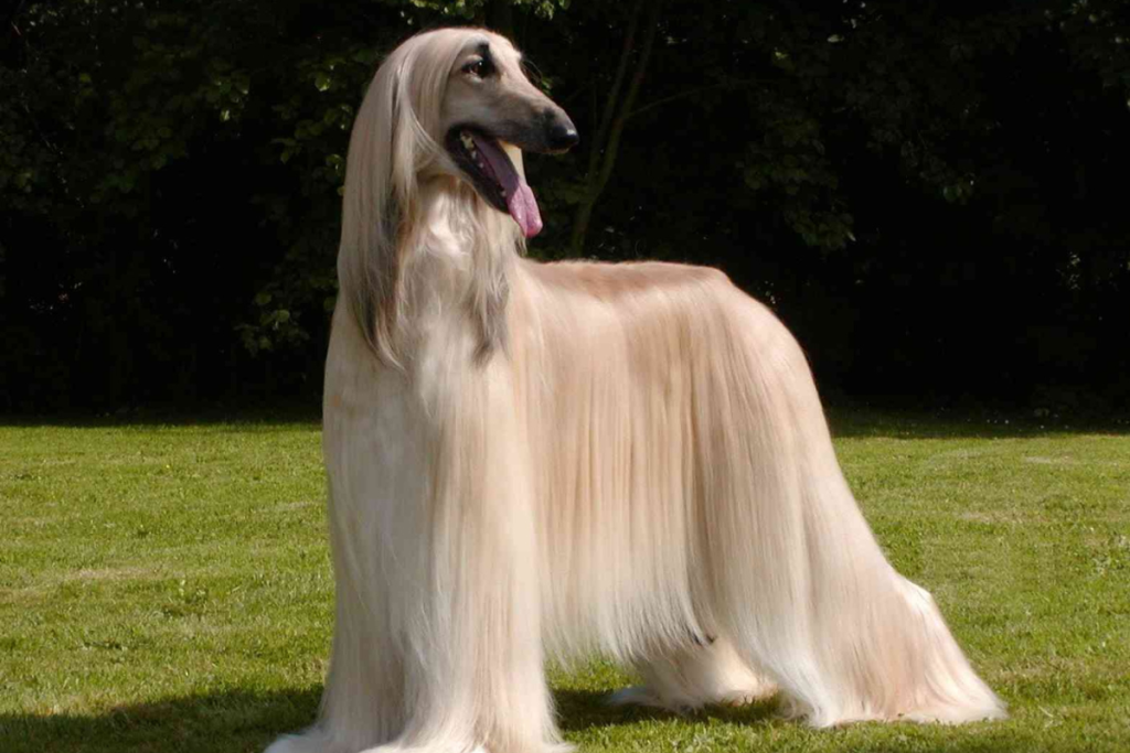 Afghan Hound