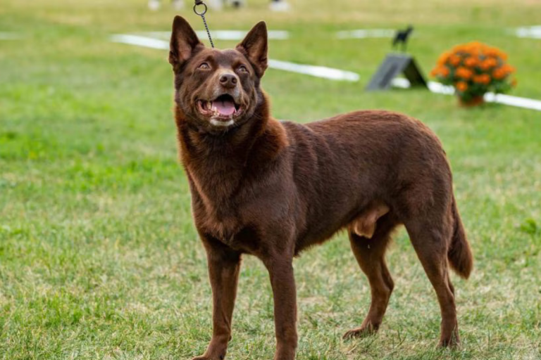 How Much Does It Cost To Buy An Australian Kelpie