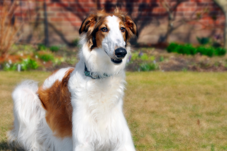 6 Top Sighthound Breeds in Australia