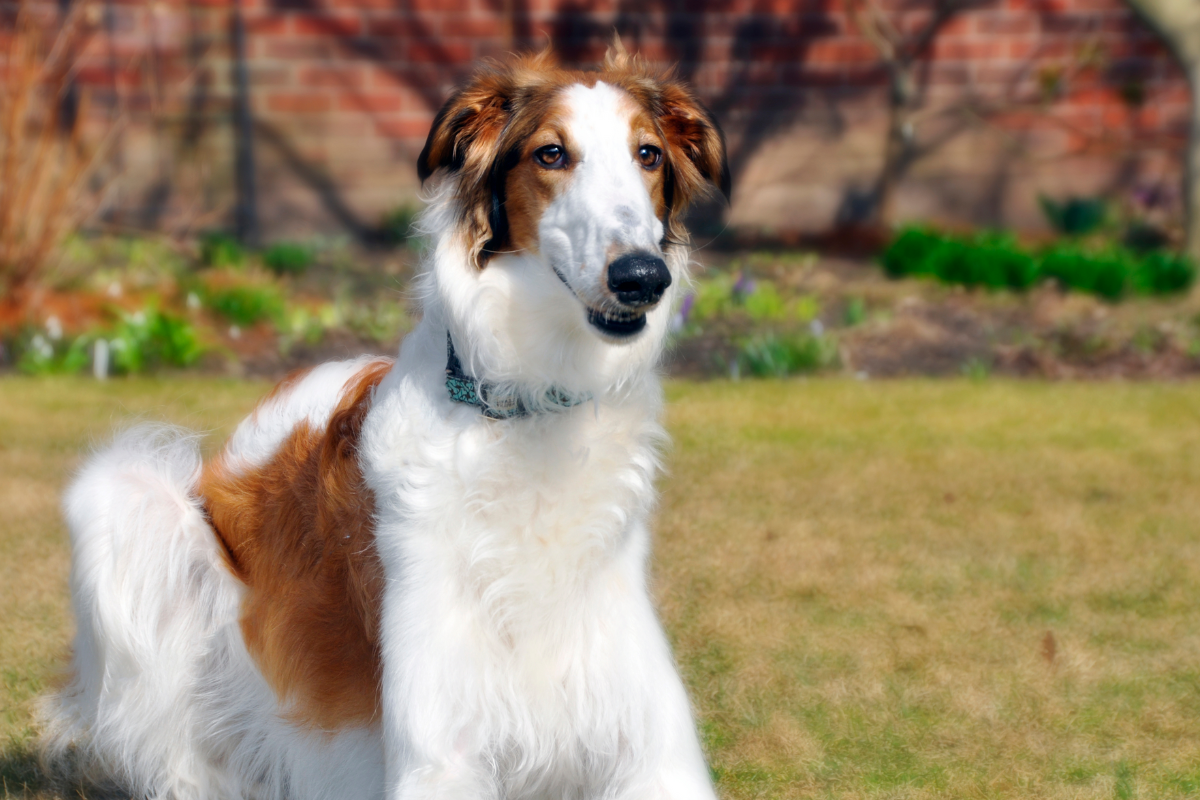 6 Top Sighthound Breeds in Australia