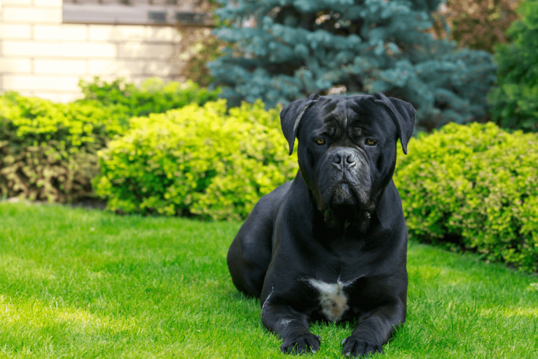Top Muscular Dog Breeds in Australia