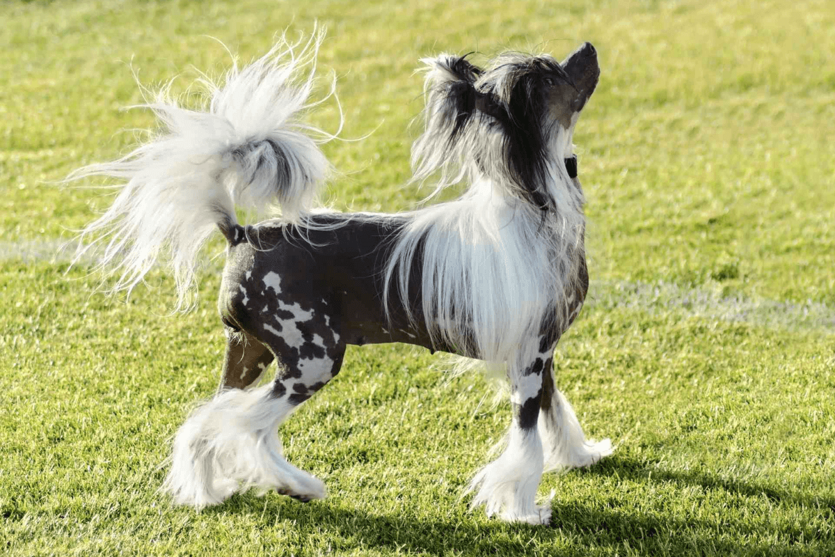 Chinese Crested Dog Grooming: Expert Tips & Techniques