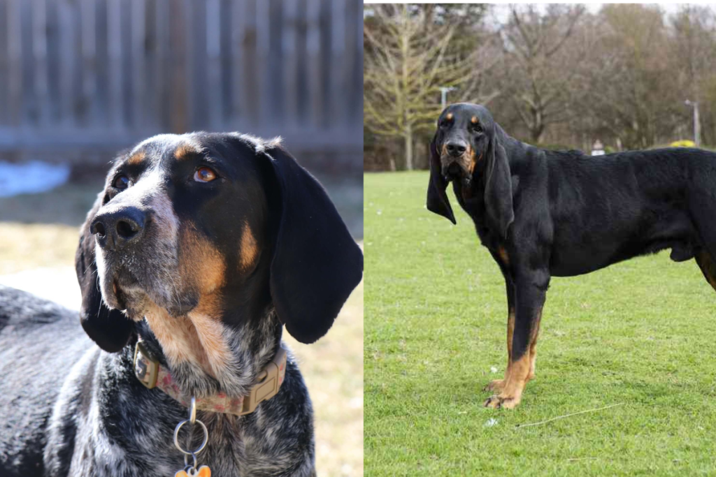 Coonhounds