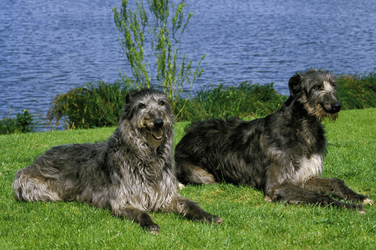 Deerhound