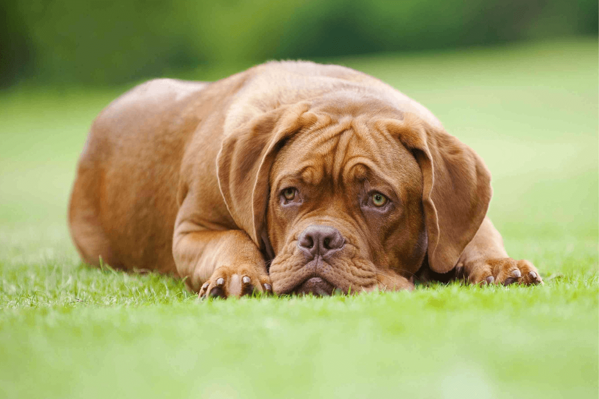 How Much Does It Cost to Buy a Dogue de Bordeaux?