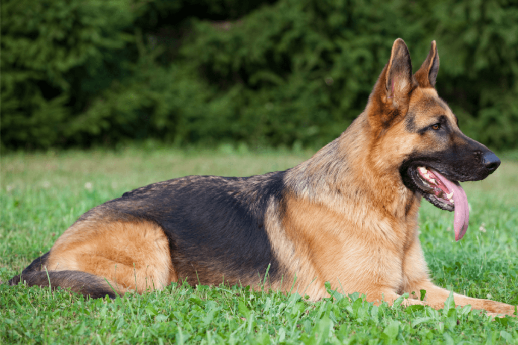 German Shepherd Dog