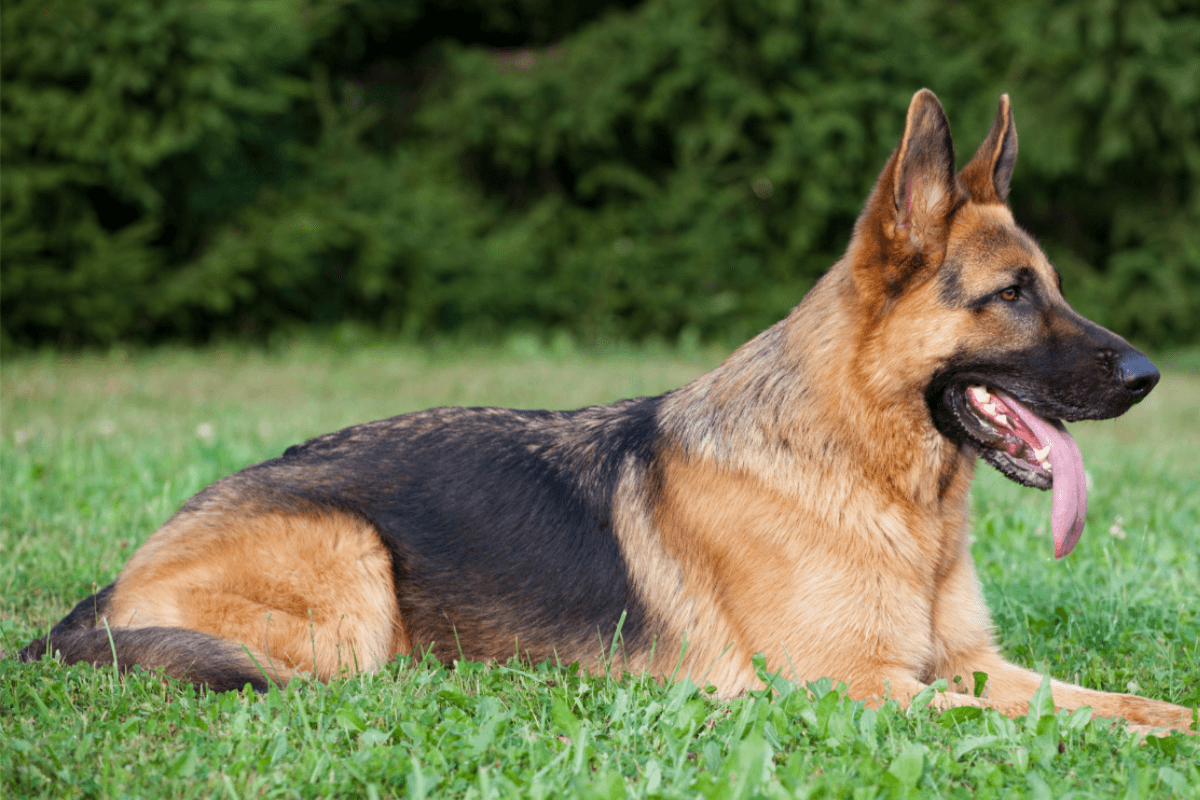 German Shepherd Dog