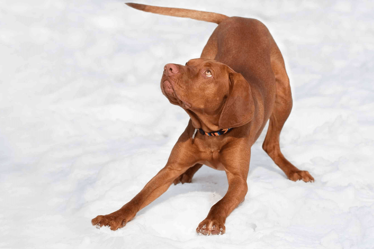 Hungarian Vizsla