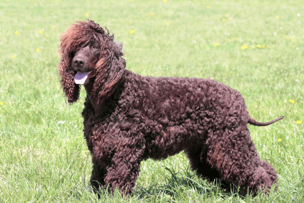 Irish Water Spaniel