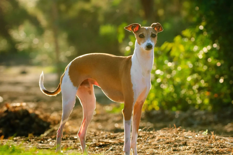 How Much Does It Cost to Buy an Italian Greyhound?