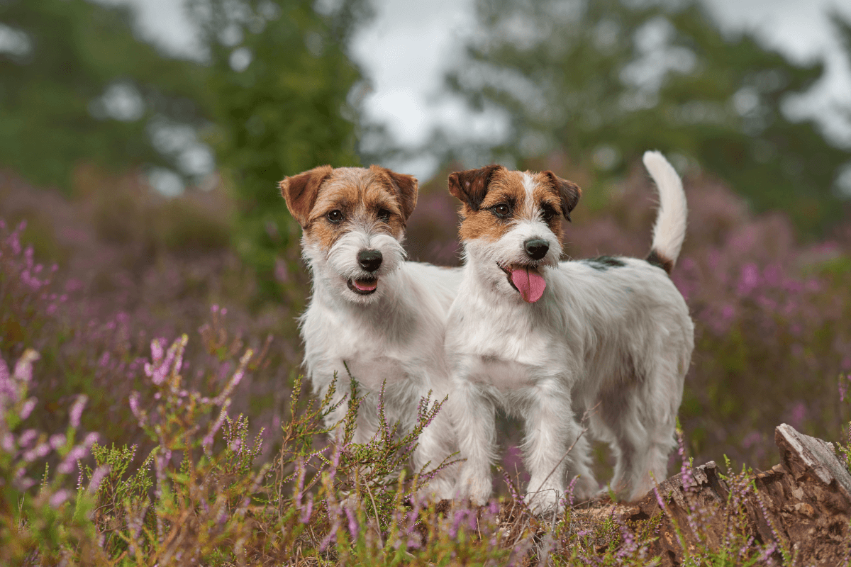 Jack Russell Terrier