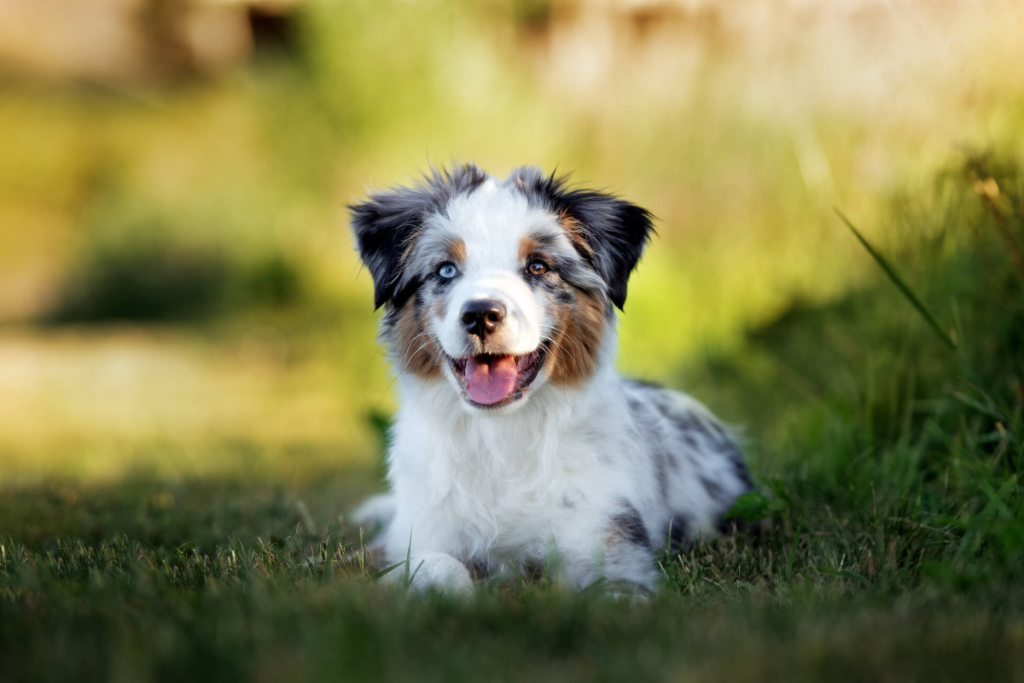 Miniature American Shepherd