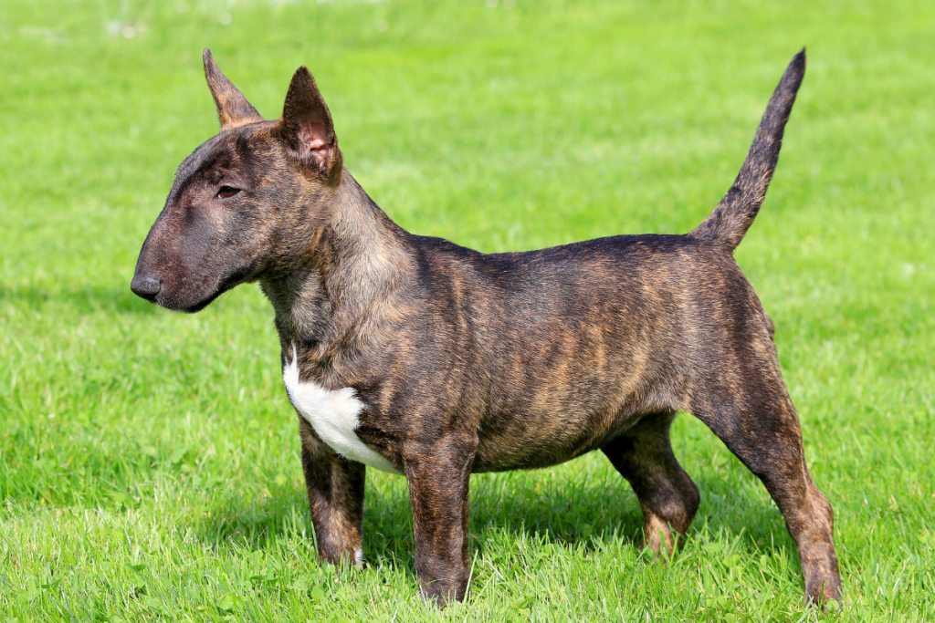 Miniature Bull Terrier