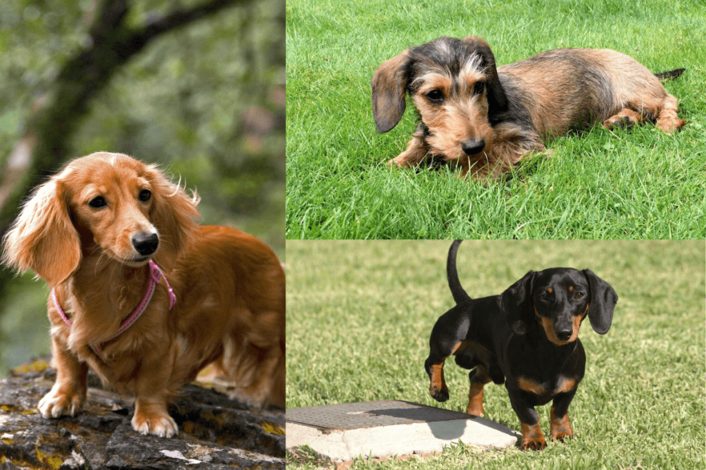 Miniature Dachshunds