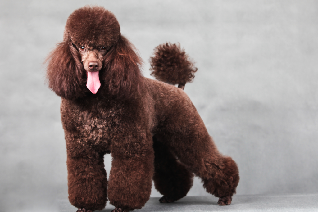 Miniature Poodle