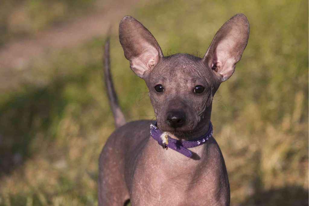 Miniature Xoloitzcuintle