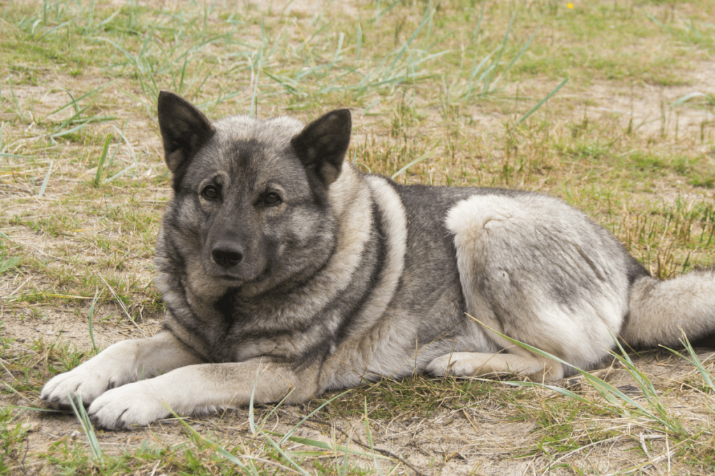 Norwegian Elkhound