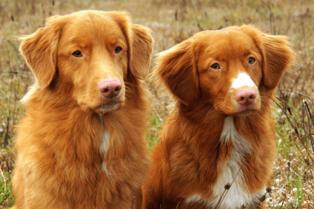 Nova Scotia Duck Tolling Retriever