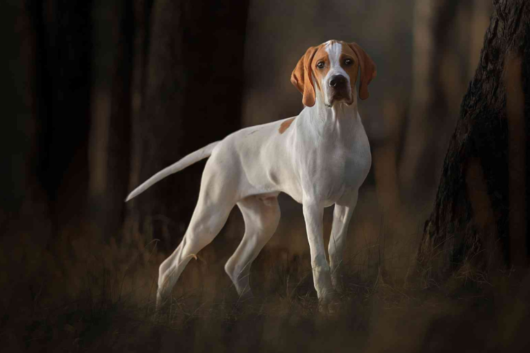 How Much Does It Cost to Buy a Pointer?