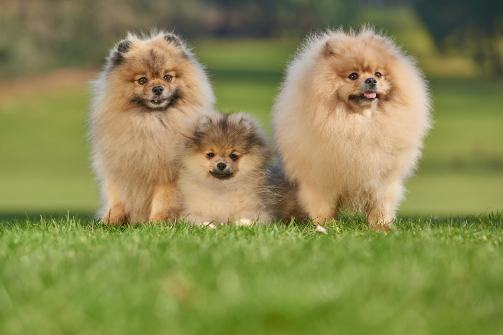 Pomeranian