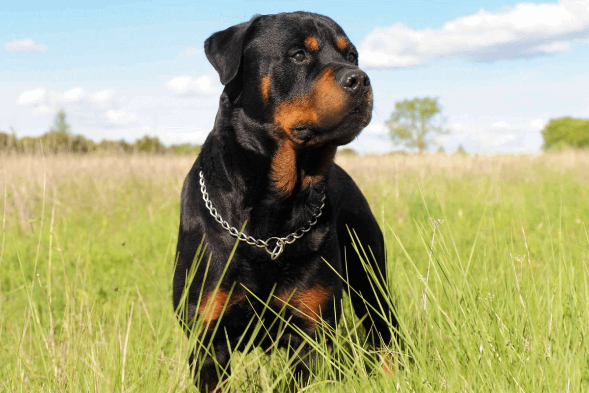 Rottweiler