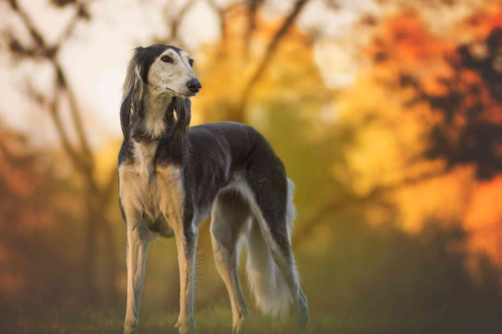 Saluki
