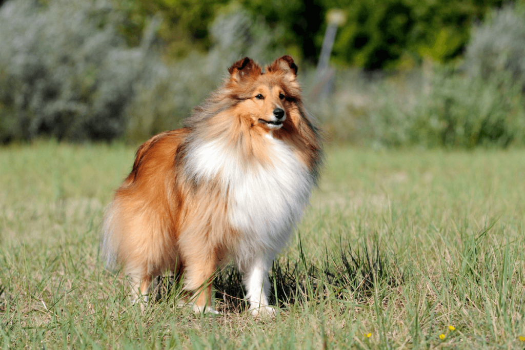 Shetland Sheepdog