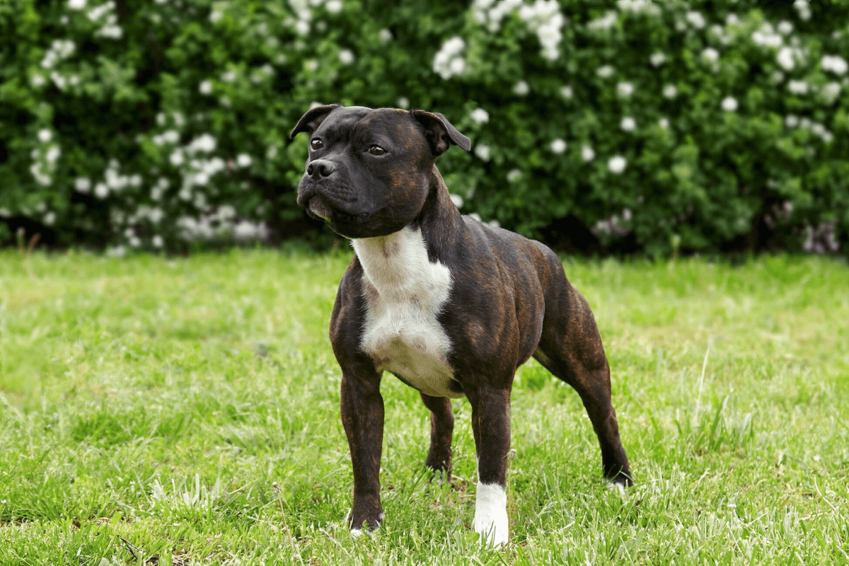 Staffordshire Bull Terrier