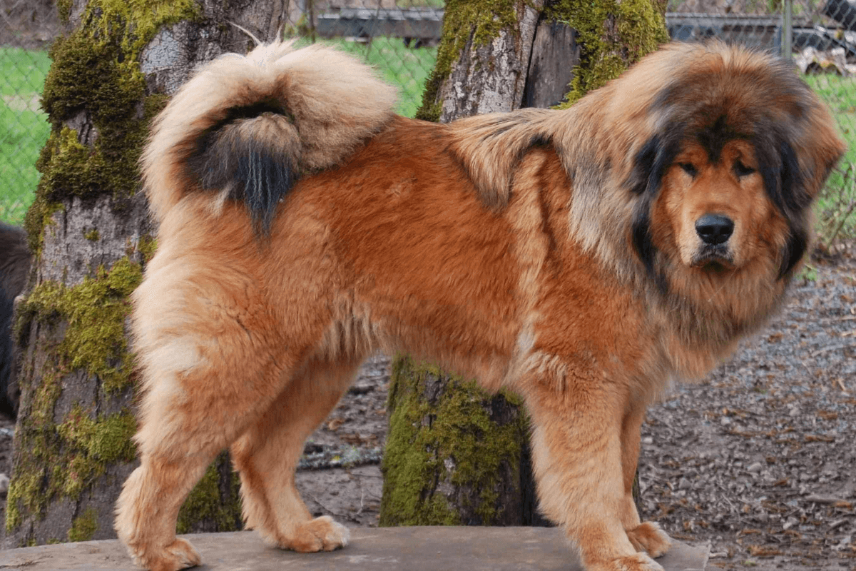 Tibetan Mastiff