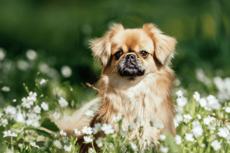 How Much Does It Cost To Buy A Tibetan Spaniel
