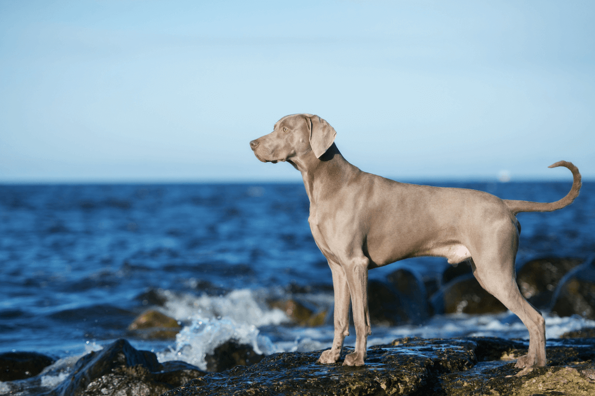 Weimaraner