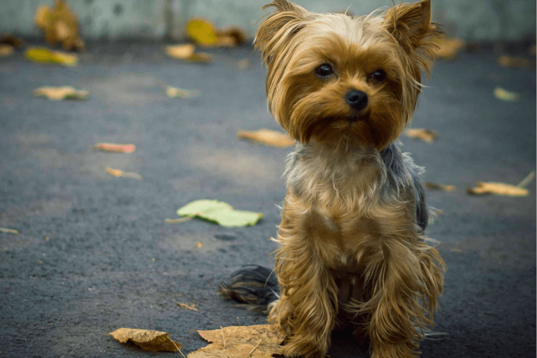 How Much Does It Cost to Buy a Yorkshire Terrier?