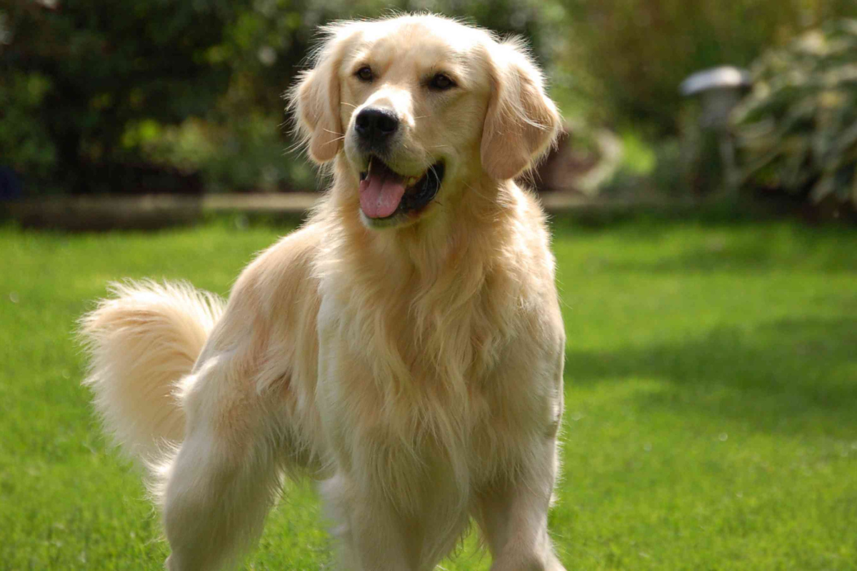 Golden Retriever