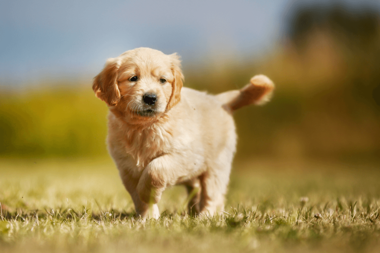 Should I Get a Dog? What to Know Before Dog Ownership