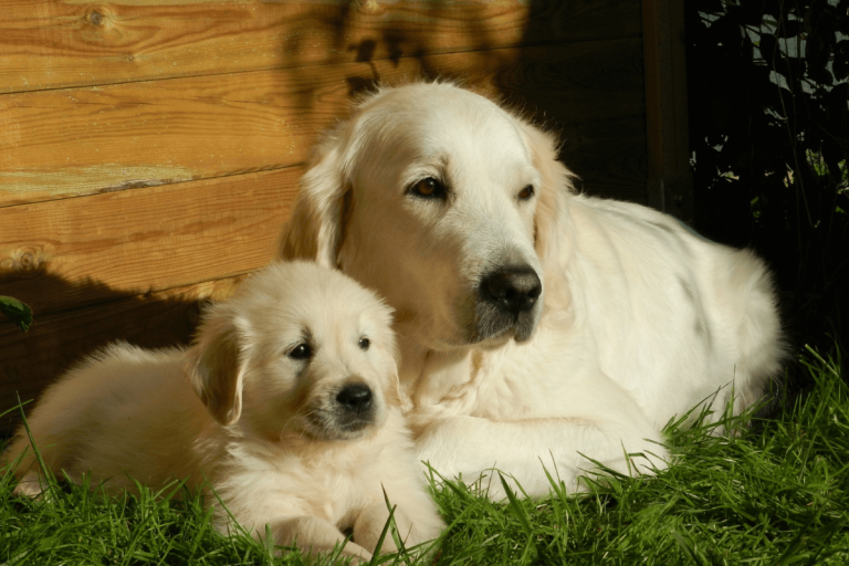 Puppy Development Stages: A Vet’s Guide to Growth & Milestones