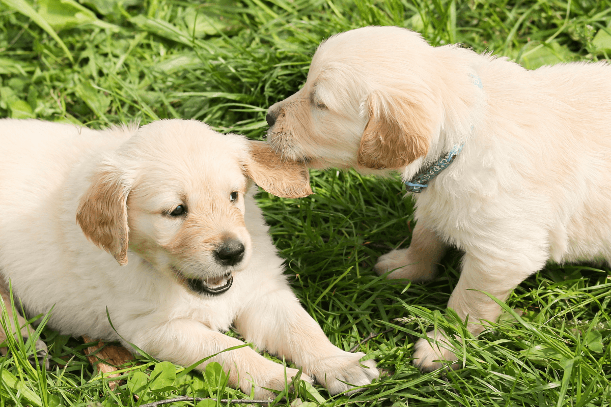 How to Socialise Your Puppy Safely (Checklist & Guide)
