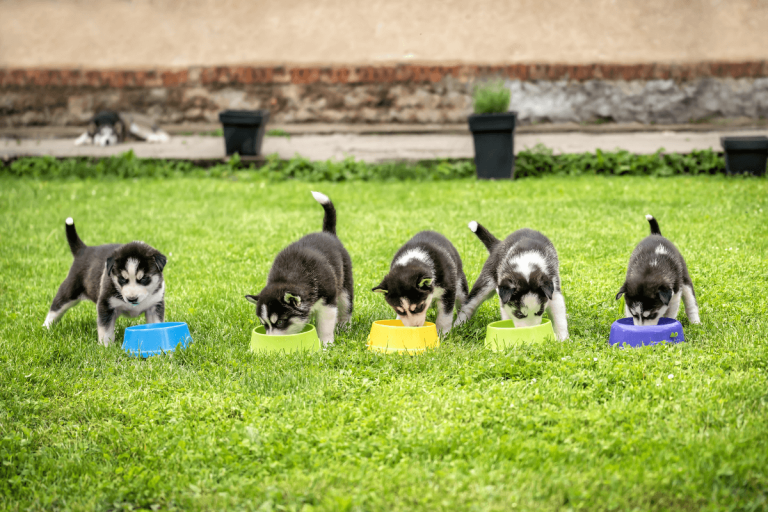 What Should I Feed My Puppy? A Complete Nutrition Guide