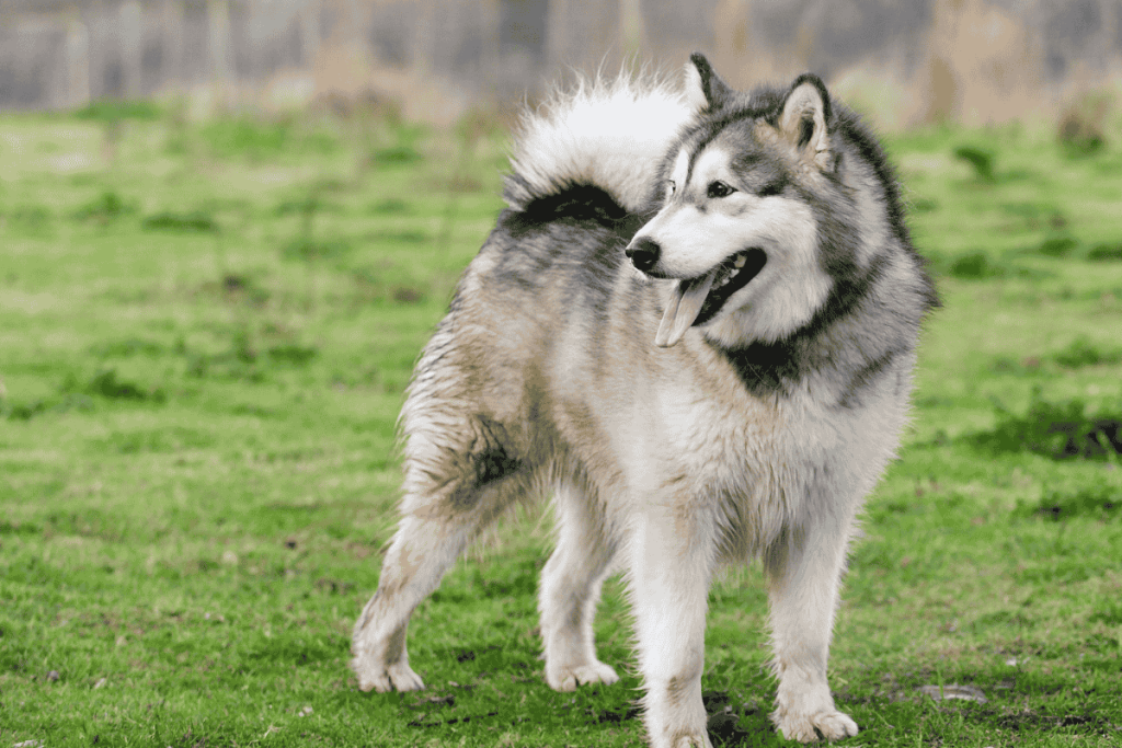 Alaskan Malamute
