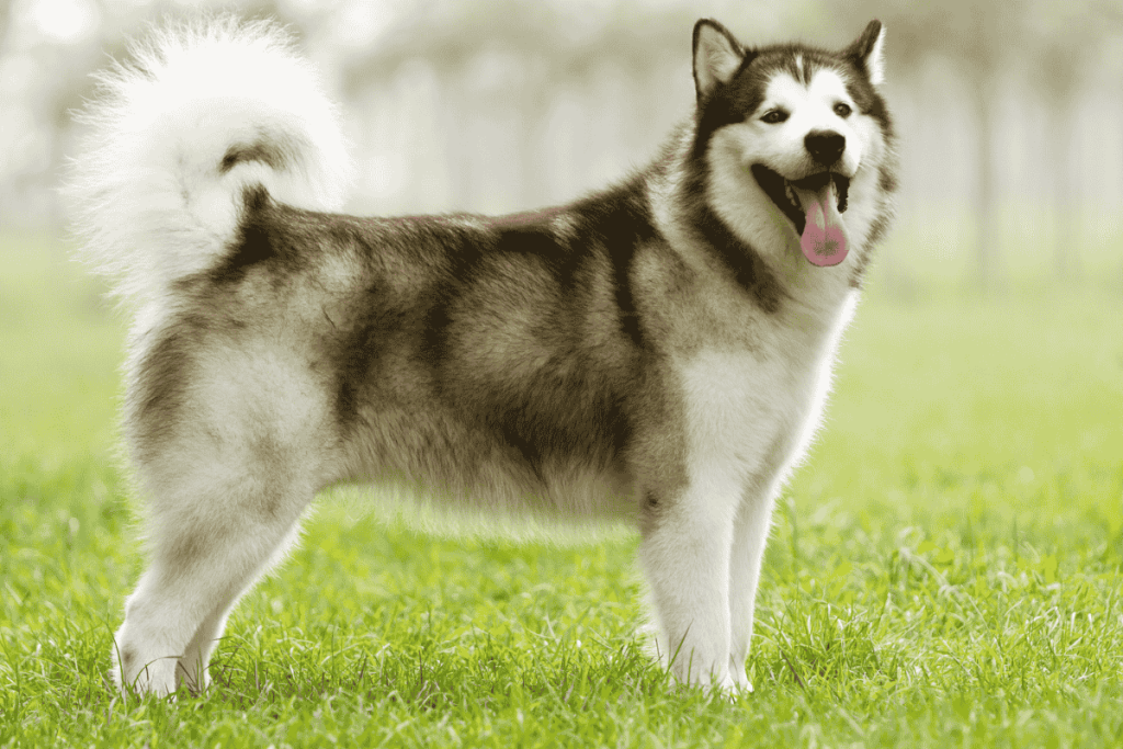 Alaskan Malamute