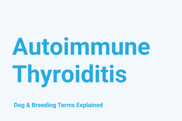 Autoimmune Thyroiditis: Dog & Breeding Term Explained