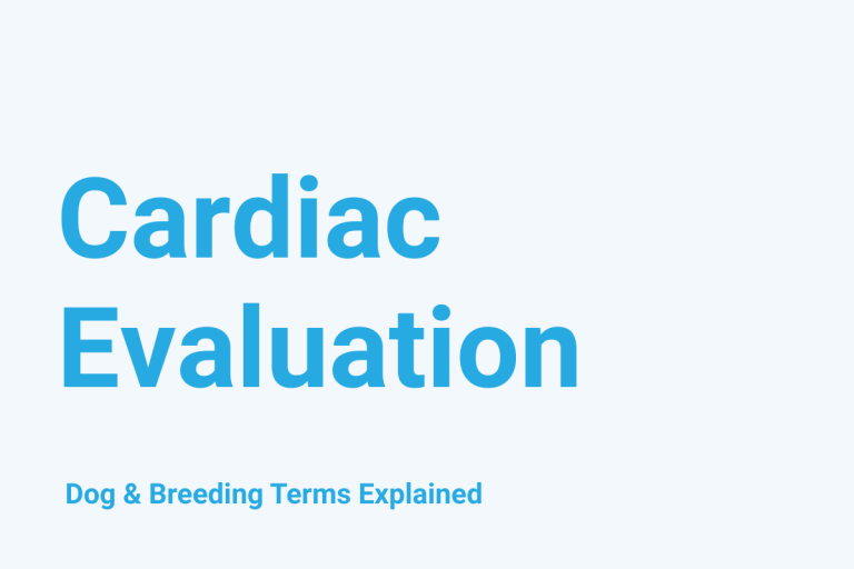Cardiac Evaluation: Dog & Breeding Term Explained