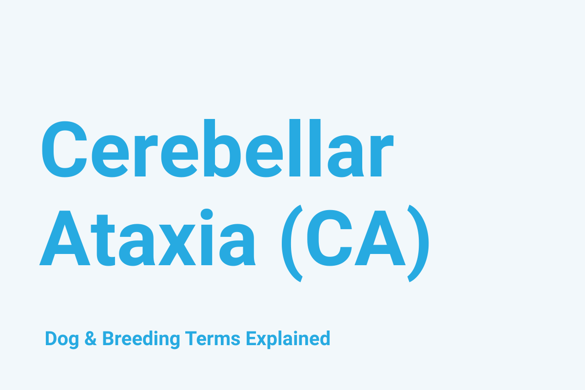 Cerebellar Ataxia (CA) (American Staffordshire Terrier Type): Dog & Breeding Term Explained