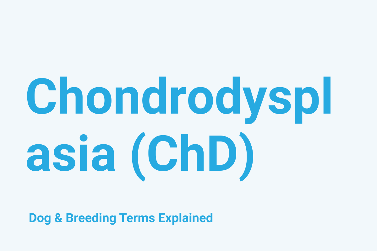 Chondrodysplasia (ChD) : Dog & Breeding Term Explained
