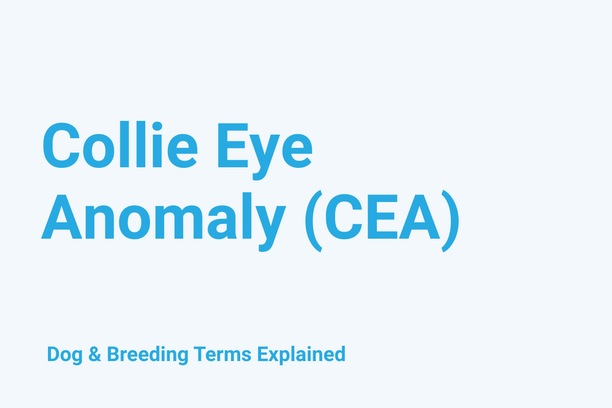Collie Eye Anomaly (CEA): Dog & Breeding Term Explained