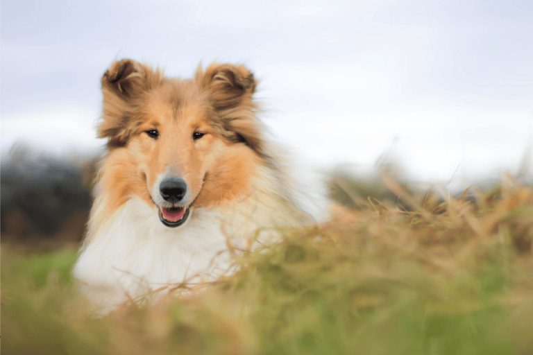 Top Dog Breeds with Long Noses in Australia