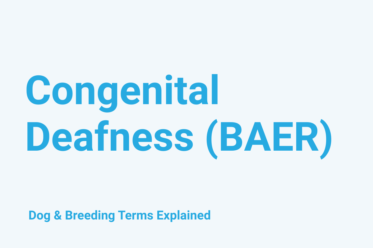Congenital Deafness (BAER):  Dog & Breeding Term Explained
