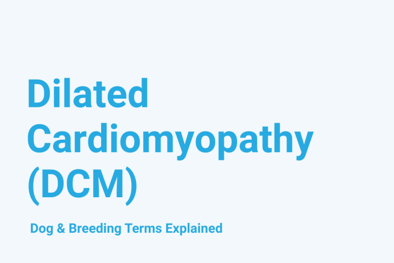 Dilated Cardiomyopathy (DCM): Dog & Breeding Term Explained