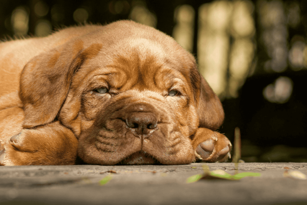 Dogue de Bordeaux